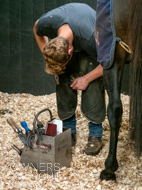 DS091023-88 - Dan Skelton stable visit